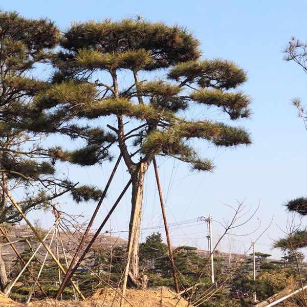 造型松苗木怎樣健康成長為造型松景觀