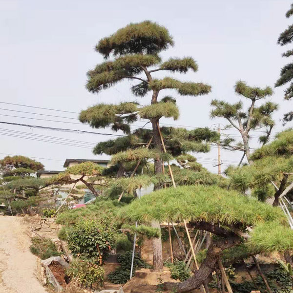 造型松基地淺析松樹(shù)苗木的特性